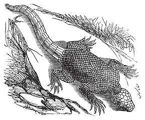 Image showing West african spinous lizard or Agama colonorum engraving.