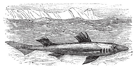 Image showing Spiny dogfish, spurdog, mud shark, piked dogfish or Squallus aca