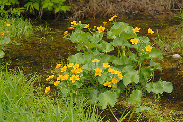 Image showing cowslip