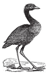 Image showing Grey-winged trumpeter or Psophia crepitans vintage engraving.