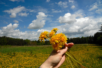 Image showing sowthistle