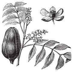 Image showing Mohagany or Meliaceae. Melia azedarach illustration