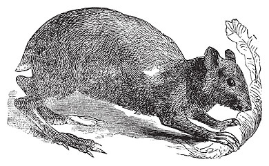 Image showing Agouti or Dasyprocta agouti engraving.