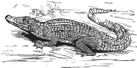 Image showing Saltwater crocodile engraved illustration
