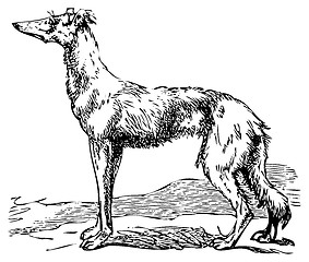 Image showing Saluki or Borzoi dog engraving