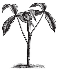 Image showing Arisaema triphyllum or wild turnip old engraving.