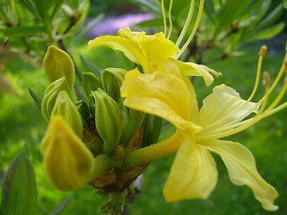 Image showing yellow bloom