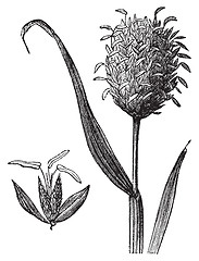 Image showing Canary grass or Phalaris canariensis vintage engraving.