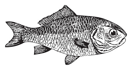 Image showing Dorade, goldfish (Cyprinus auratus)