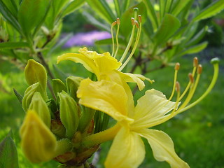 Image showing yellow bloom