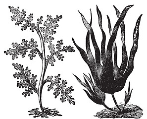 Image showing Pepper dulse, red algae or Laurencia pinnatifida (left). Oarweed