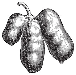 Image showing Common pawpaw or asimina triloba old engraving.