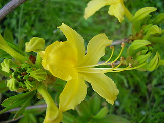 Image showing yellow bloom