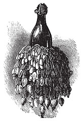 Image showing Barnacles on a bottle ( anatifa anserifera) old vintage engravin