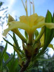 Image showing yellow bloom