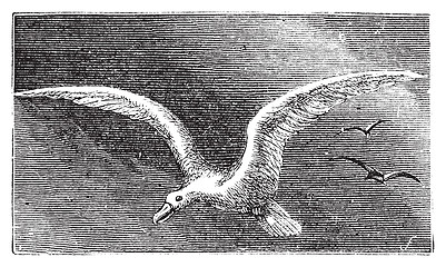 Image showing Wandering albastross, Snowy albatross, white-winged albatross or