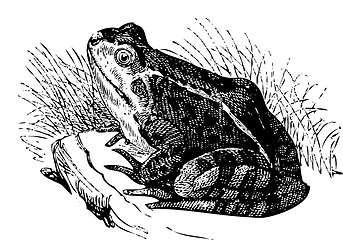 Image showing Water frog old illustration