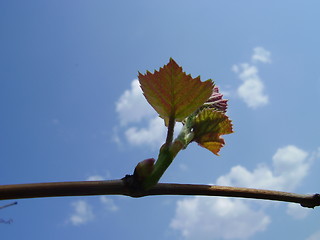 Image showing germinating grape