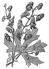 Image showing Flower of Monkshood or Aconitum napellus engraved illustration.