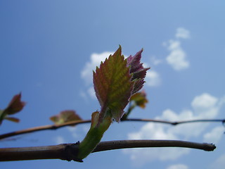 Image showing germinating grape
