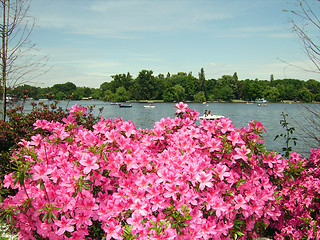 Image showing Flowers by the lake