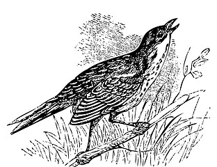 Image showing Saltmarsh sharp-tailed sparrow singing