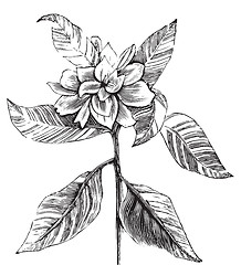 Image showing A common gardenia engraving illustration