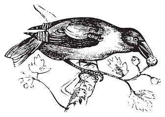 Image showing An old engraving of a hawfinch or grosbeak eating