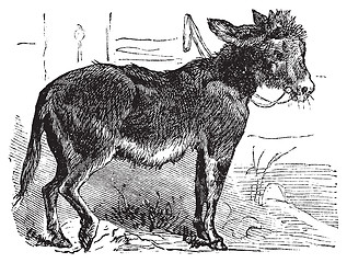 Image showing Domesticated donkey, ass, asinus vulgaris or Equus africanus asi
