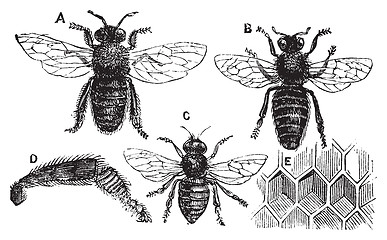 Image showing Male, female and neutral bee with leg close-up and honeycomb