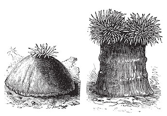 Image showing Sea anemone, opened and closed vintage engraving