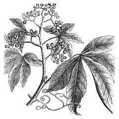 Image showing Virginia Creeper, Ampelopsis or  Parthenocissus Quinquefolia, Am