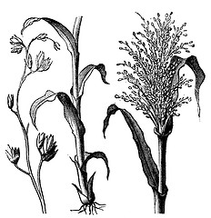 Image showing Andropogon virginicus or broomsedge bluestem old vintage engravi