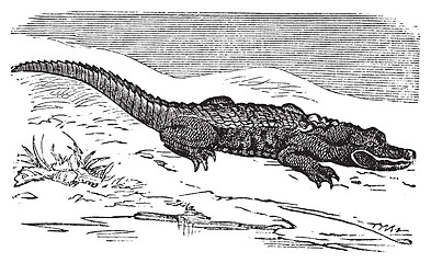 Image showing American Alligator engraving, or Alligator Mississippiensis.