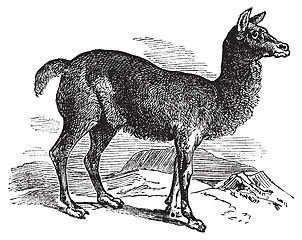 Image showing Alpaca or Vicugna pacos vintage engraving.