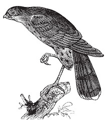 Image showing Sharp-shinned hawk or Accipiter fuscus bird vintage illustration