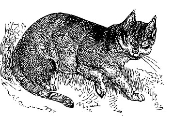 Image showing Wild cat old illustration