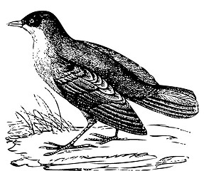 Image showing White-throated Dipper old engraving