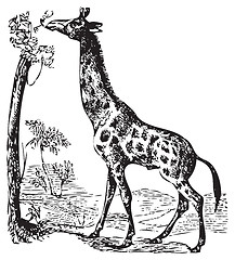 Image showing An old giraffe engraving illustration