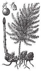 Image showing Asparagus or Asparagus officinalis old engraving.