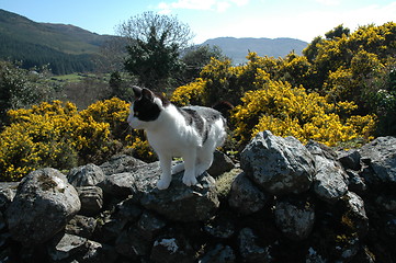 Image showing country cat