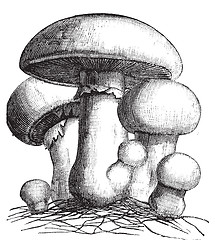 Image showing Agaricus campestris or meadow mushroom engraving