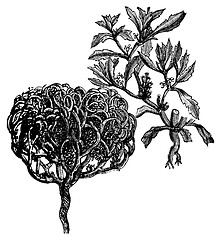 Image showing Anastatica hierochuntica, tumbleweed or resurrection plant old v