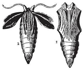 Image showing Opened and closed chrysalis engraving