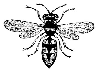 Image showing Old wasp engraving, Vespa Vulgaris