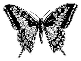 Image showing Old world swallowtail or papilio machaon