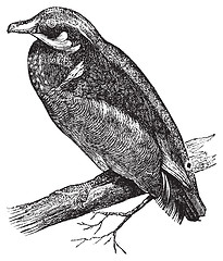 Image showing Wood duck, Carolina duck or Aix sponsa engraving