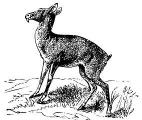 Image showing Old engraving of a Siberian musk deer or moschus moschiferus