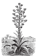 Image showing Century plant or Agave Americana old vintage engraving.