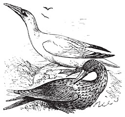 Image showing Adult and immature northern gannets or Morus Bassanus